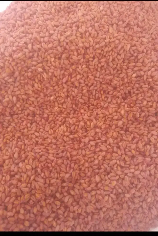 گندم بذر درجه ۱ سالم پاک و سم شده|عمدهفروشی|هرسین, |دیوار