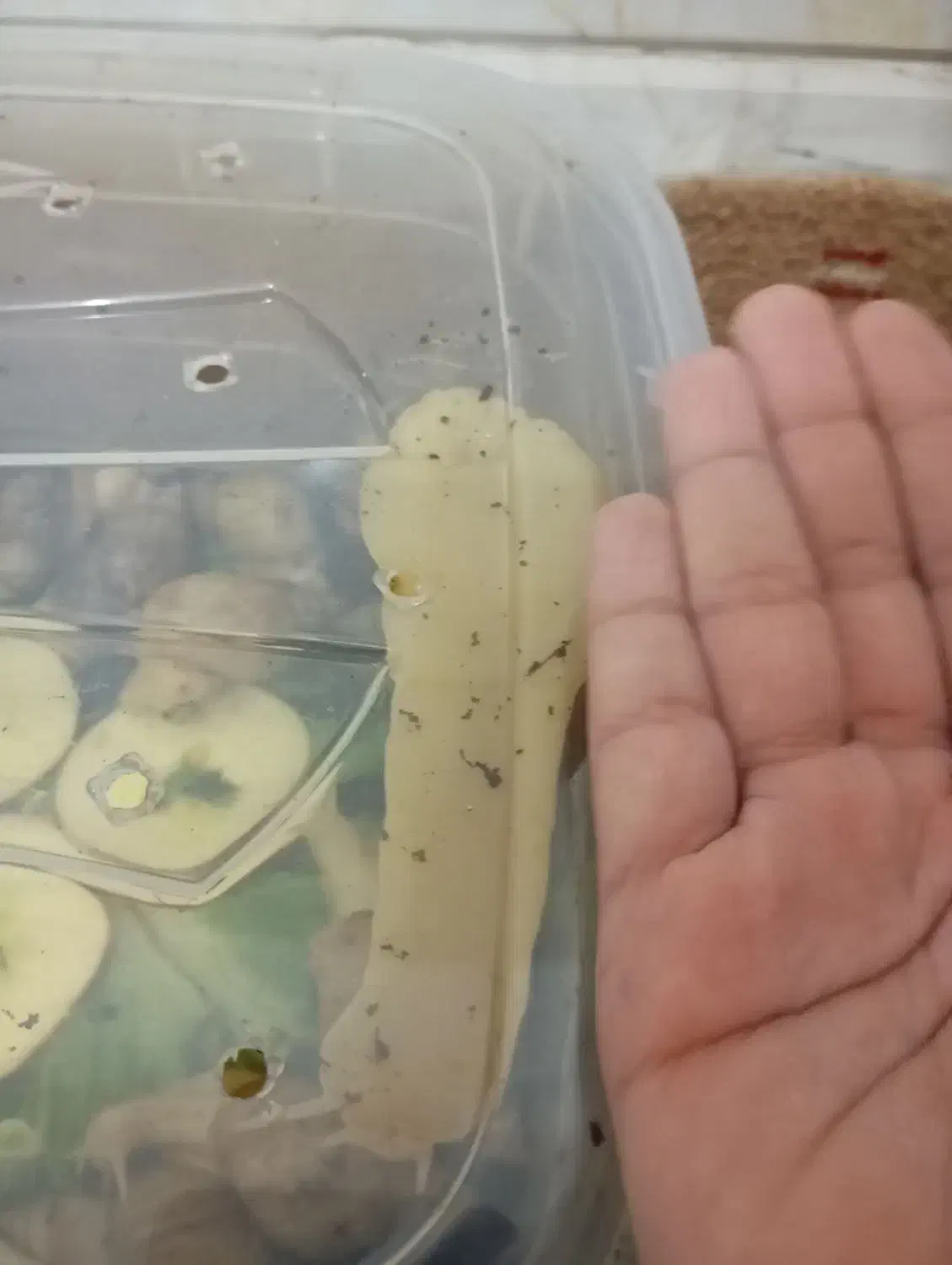 حلزون مولد|خزنده|قم, نیروگاه|دیوار