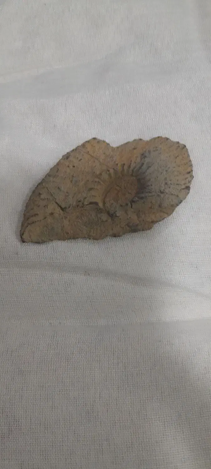 سنگ آمونیت|کلکسیون اشیاء عتیقه|مبارکه, |دیوار