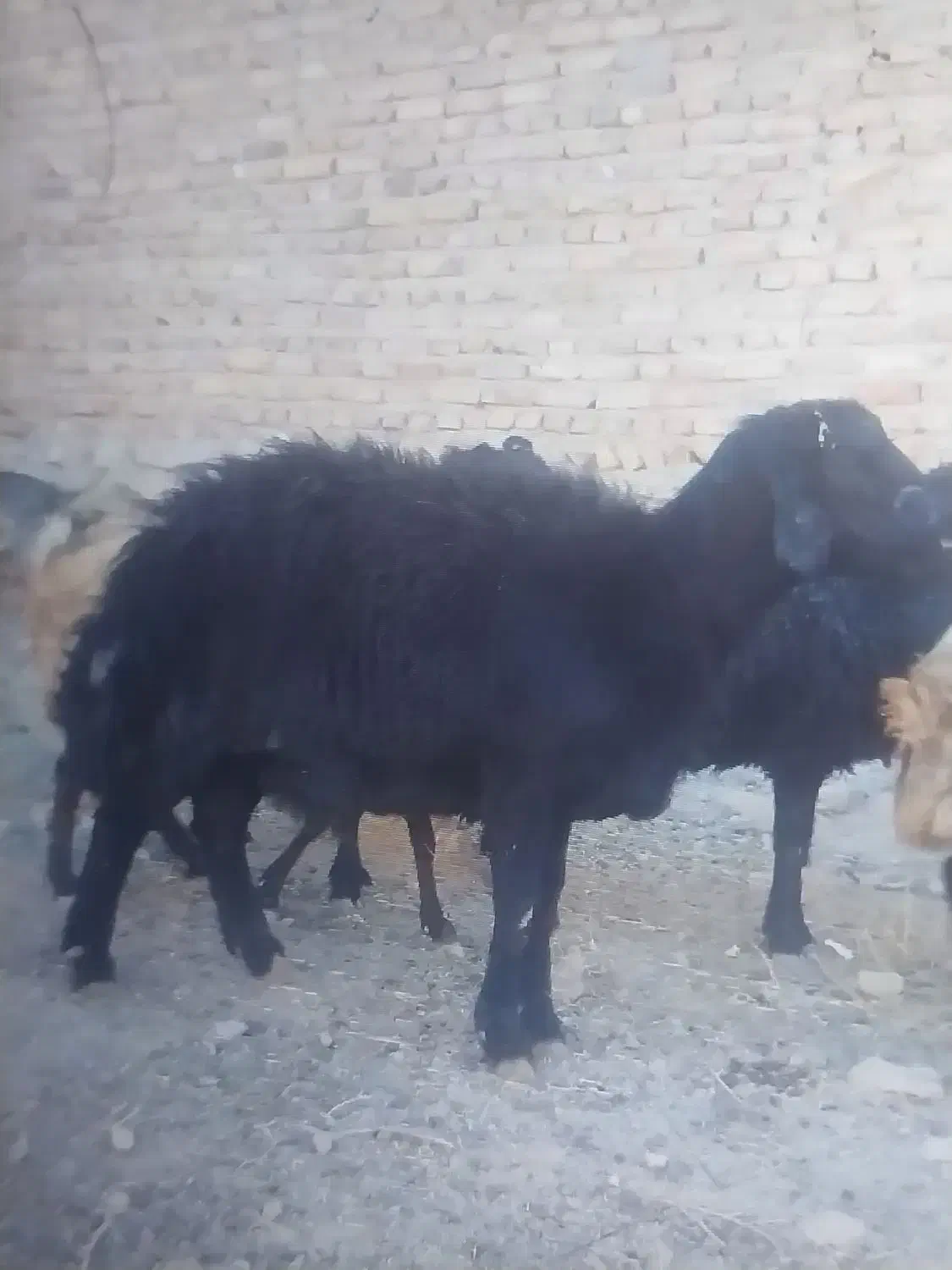 قوچ قرقزل|حیوانات مزرعه|طاغنکوه, |دیوار