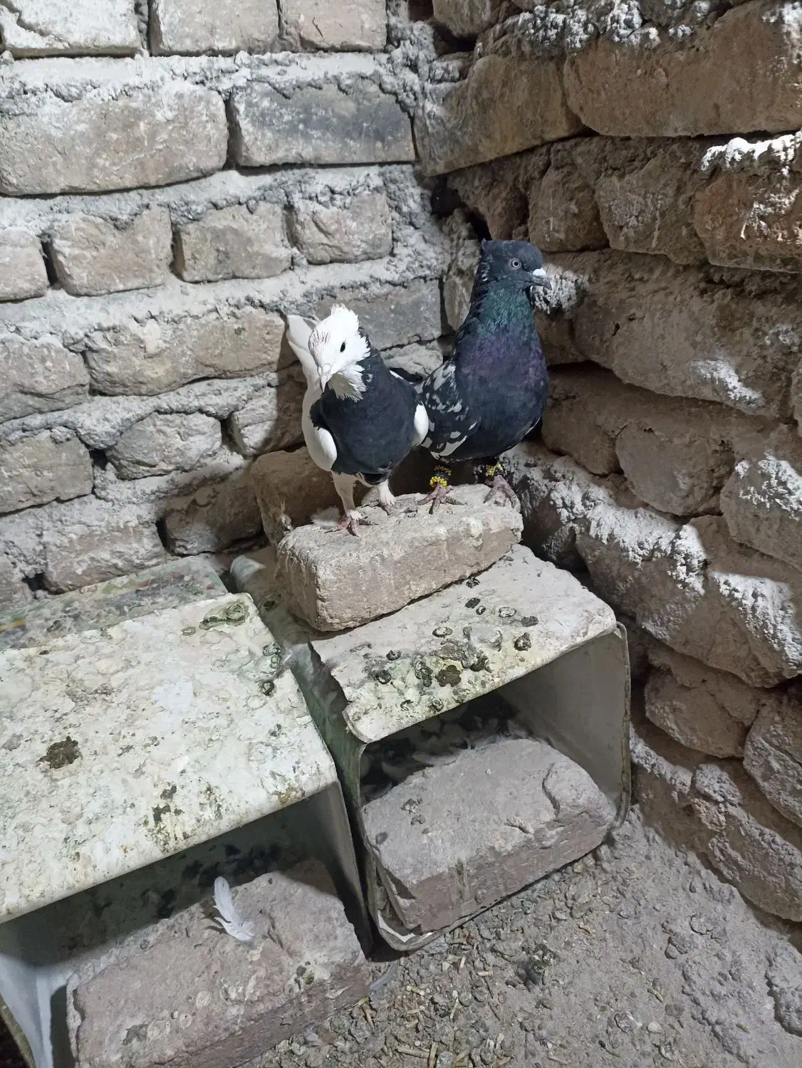 یک جفت کفتر فروشی|پرنده|فردوس (خراسان), |دیوار