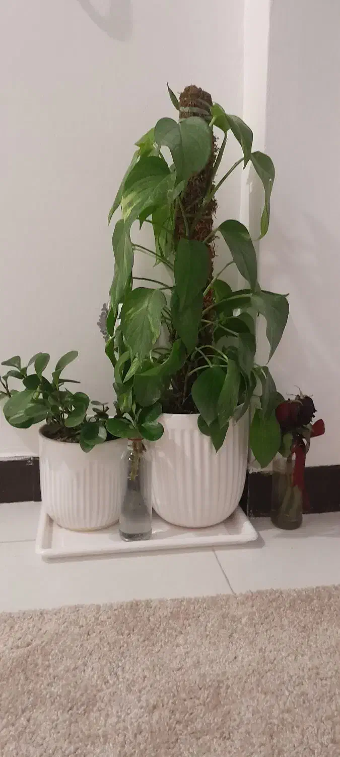 گلدان|گل و گیاه طبیعی|قم, پردیسان|دیوار