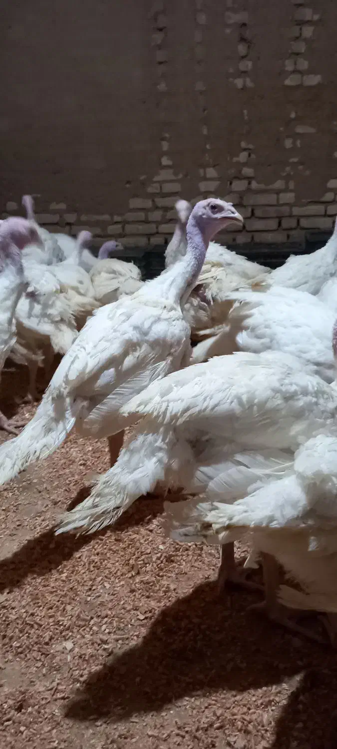 جوجه بوقلمون بیوتی|حیوانات مزرعه|یزد, |دیوار
