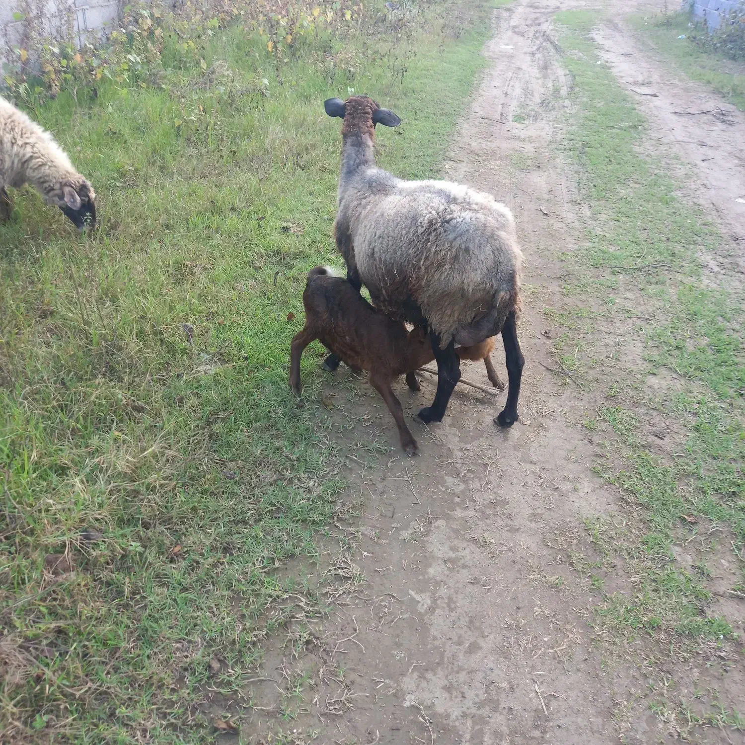 گوسفند رومانف و لاکون|حیوانات مزرعه|کیاشهر, |دیوار