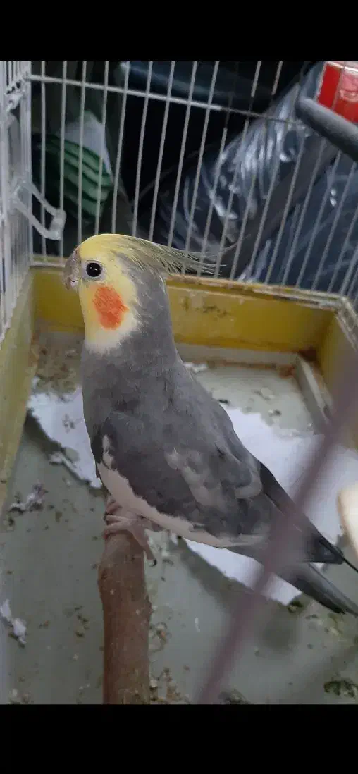 عروس هلندی سخنگو نر سالم|پرنده|ابهر, |دیوار