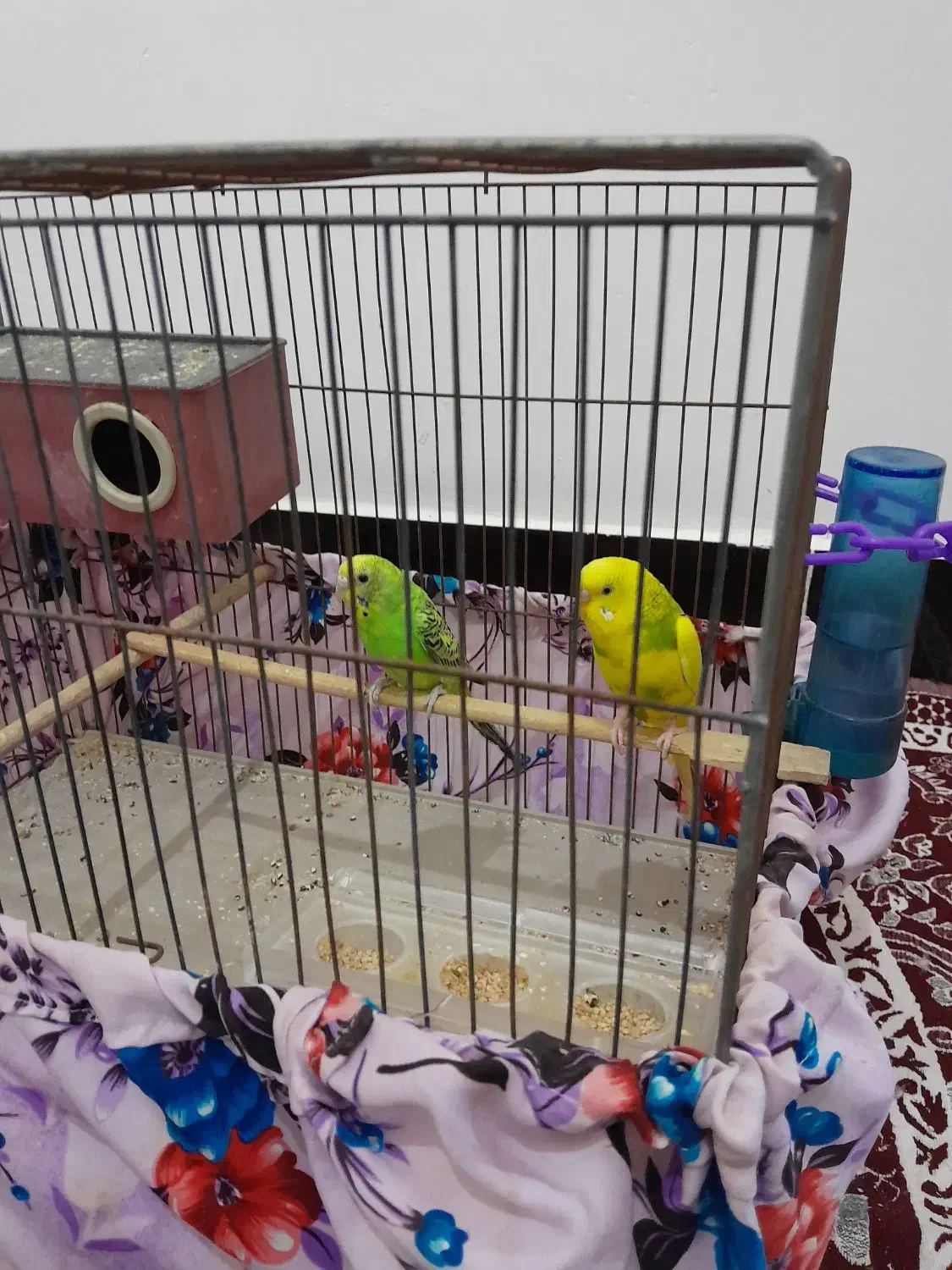 سلام دومرغ عشق به فروش میرسد|پرنده|چهاربرج, |دیوار