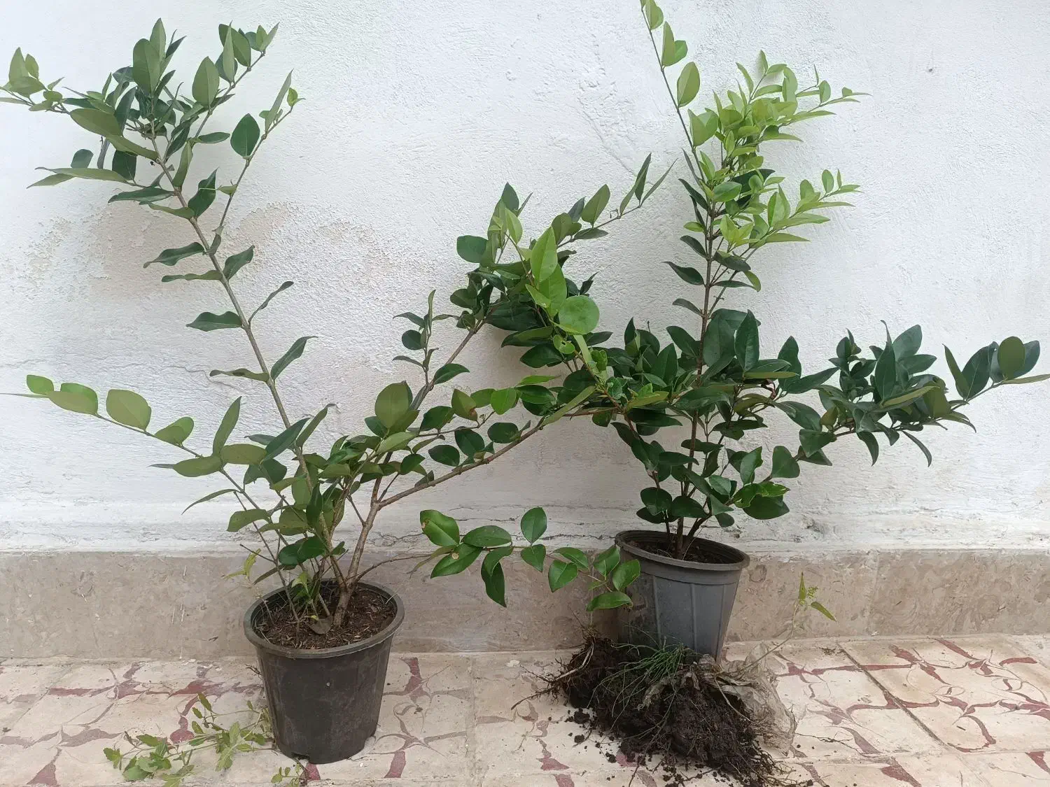 یاس هلندی سطل ۳|گل و گیاه طبیعی|رامسر, |دیوار