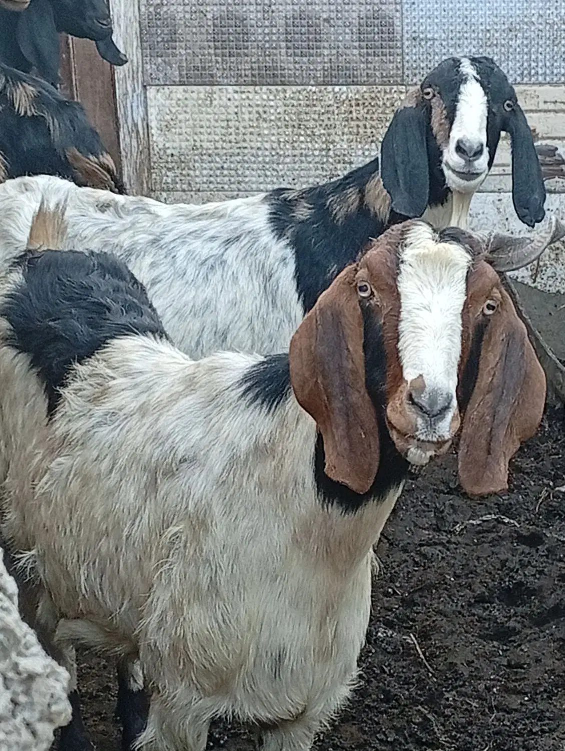 بز نر و ماده پاکستانی|حیوانات مزرعه|مزرعه کتول, |دیوار