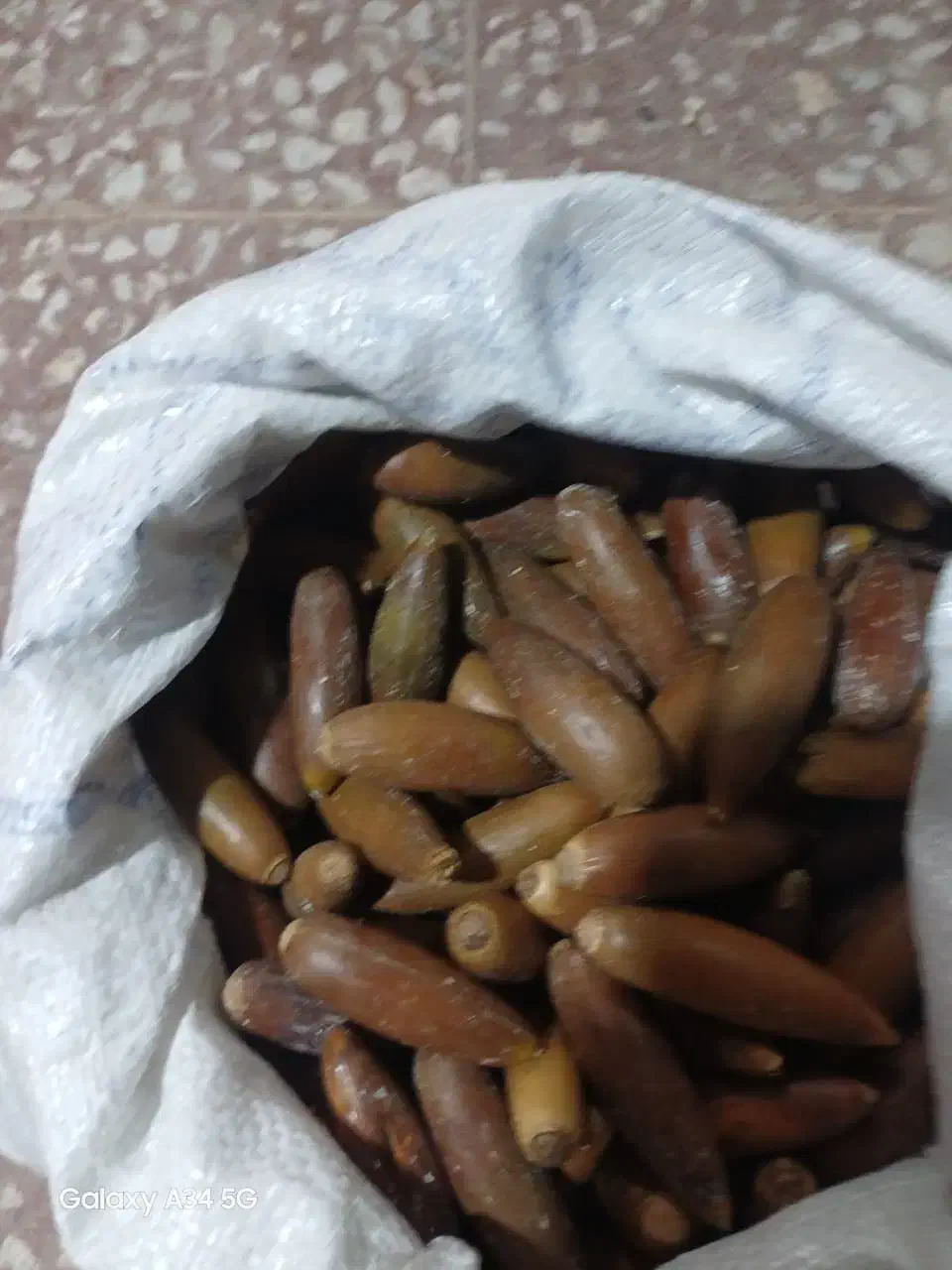 بلوط|لوازم جانبی حیوانات|شیراز, شاه قلی بیگی|دیوار