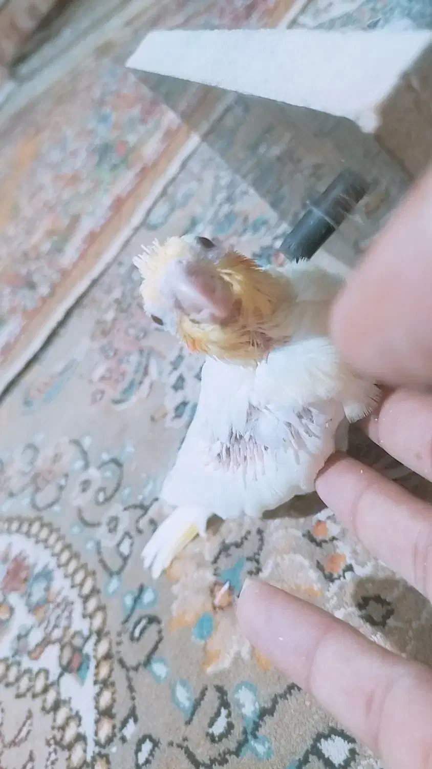 جوجه عروس هلندی لوتینو|پرنده|کرباسک, |دیوار