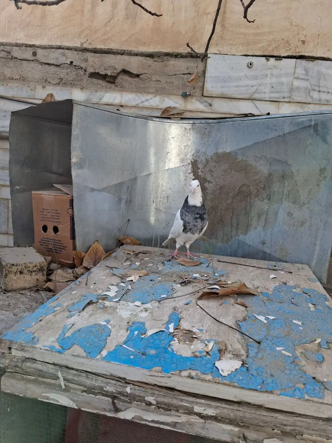 کبوتر طوقی الماسی|پرنده|رودشت (چهارمحال و بختیاری), |دیوار