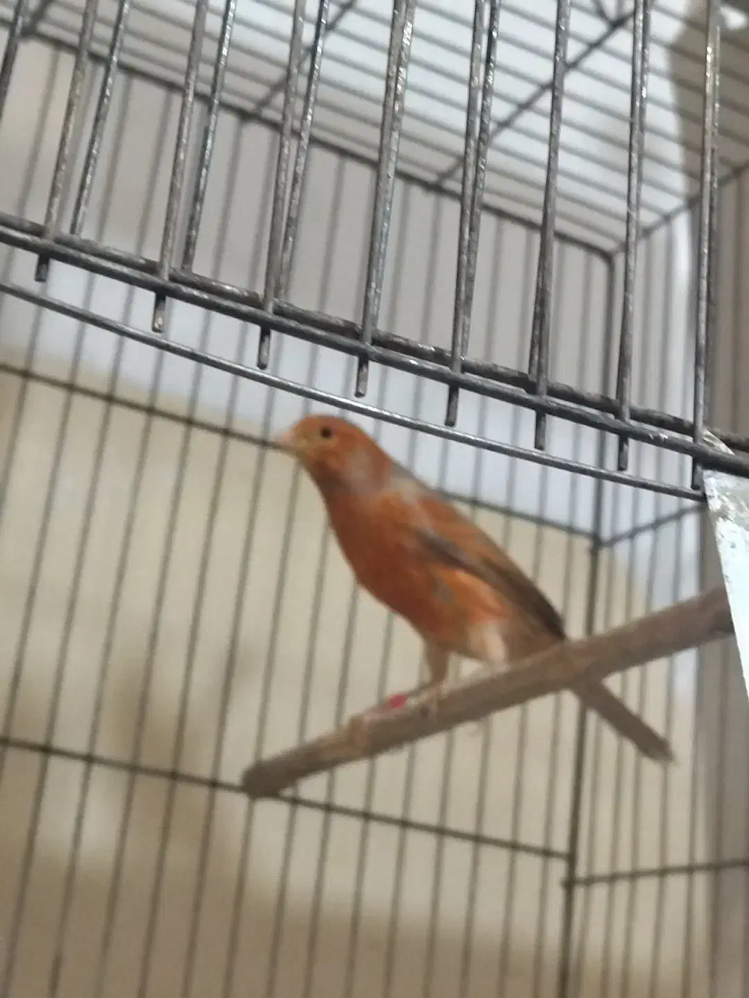 قناری دارچینی|پرنده|مبارکه, |دیوار