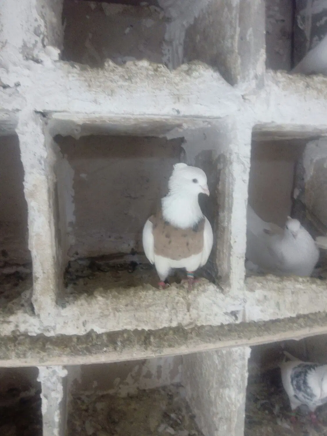 کفتر|پرنده|بروجرد, |دیوار