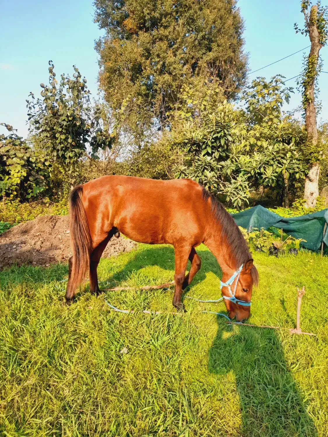 اسب|اسب و تجهیزات اسب‌سواری|تالش, هشتپر|دیوار