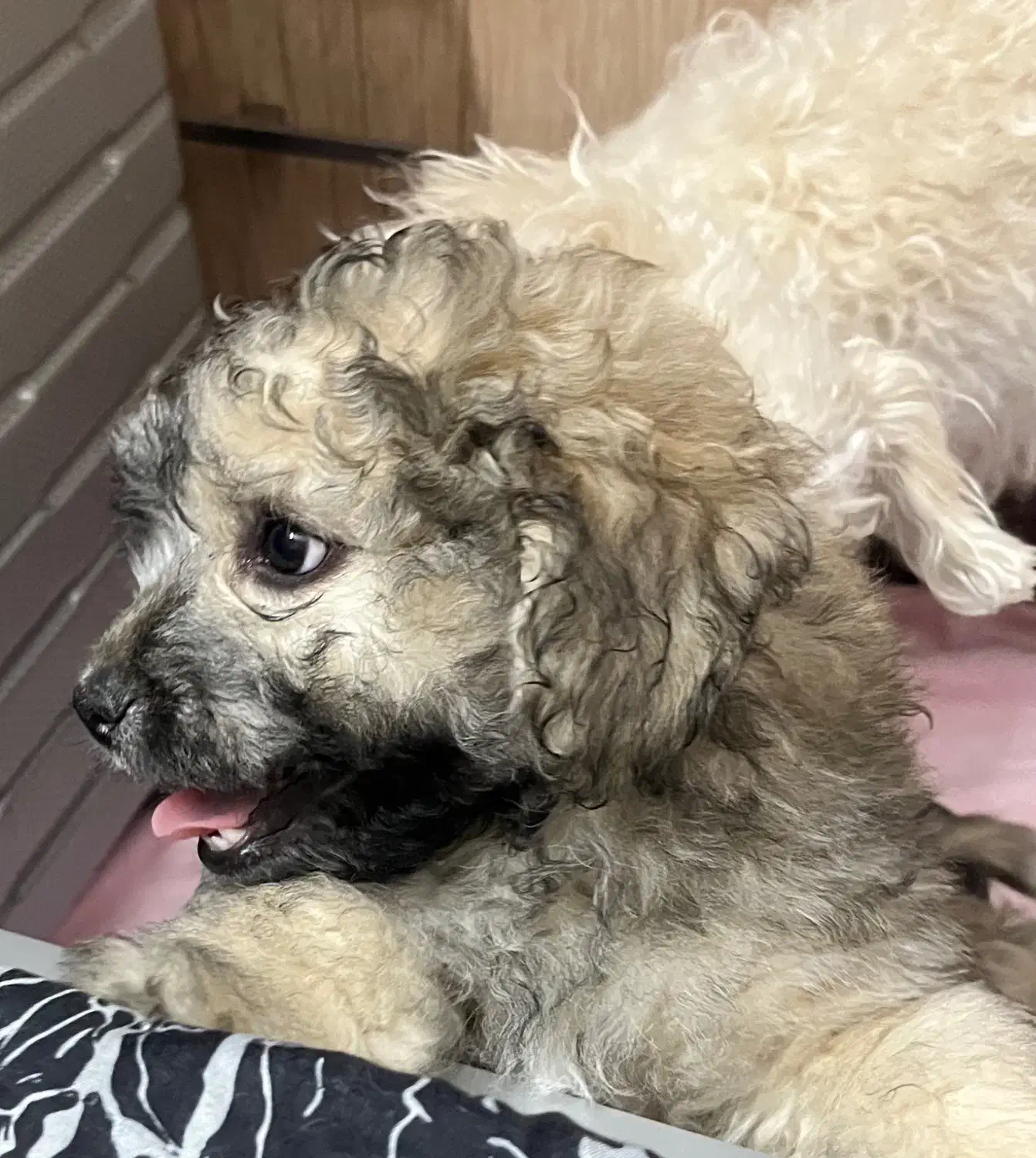 واگذاری سگ|سگ|اصفهان, شاهزید|دیوار