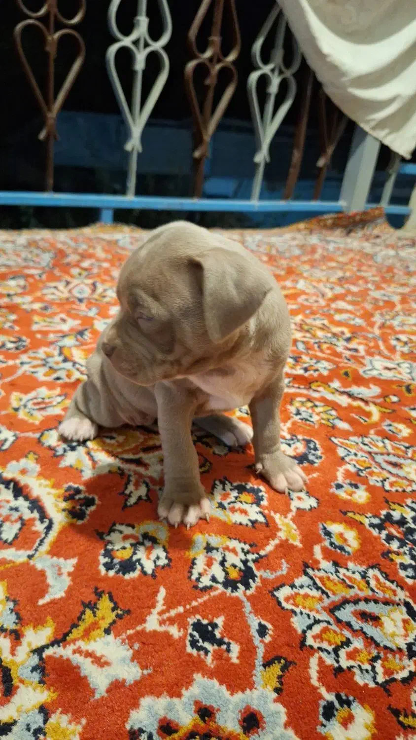 توله امریکن پیت بول|سگ|تهران, سعادت‌آباد|دیوار