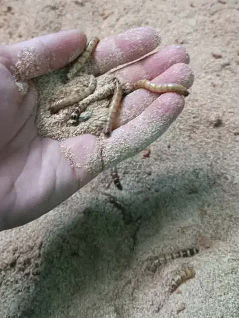 کرم میلورم و سوپرورم موجود است|خزنده|تهران, آذری|دیوار