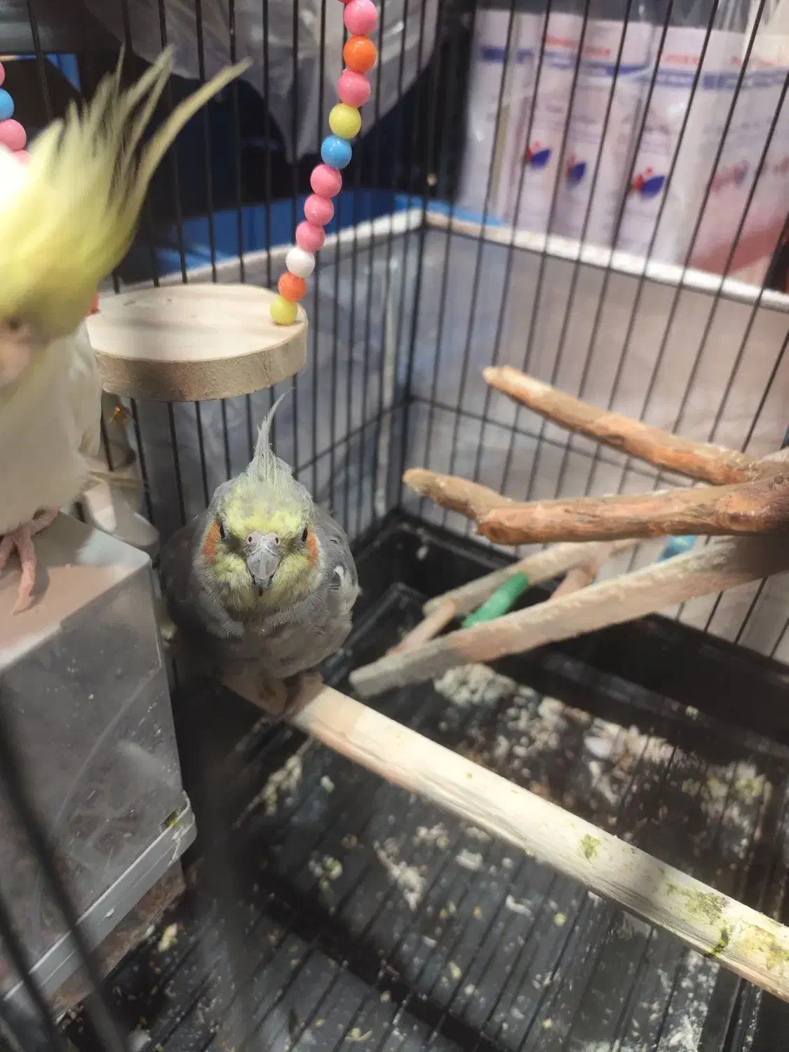 عروس هلندی جفت نر و ماده 7ماهه|پرنده|کرج, برغان|دیوار