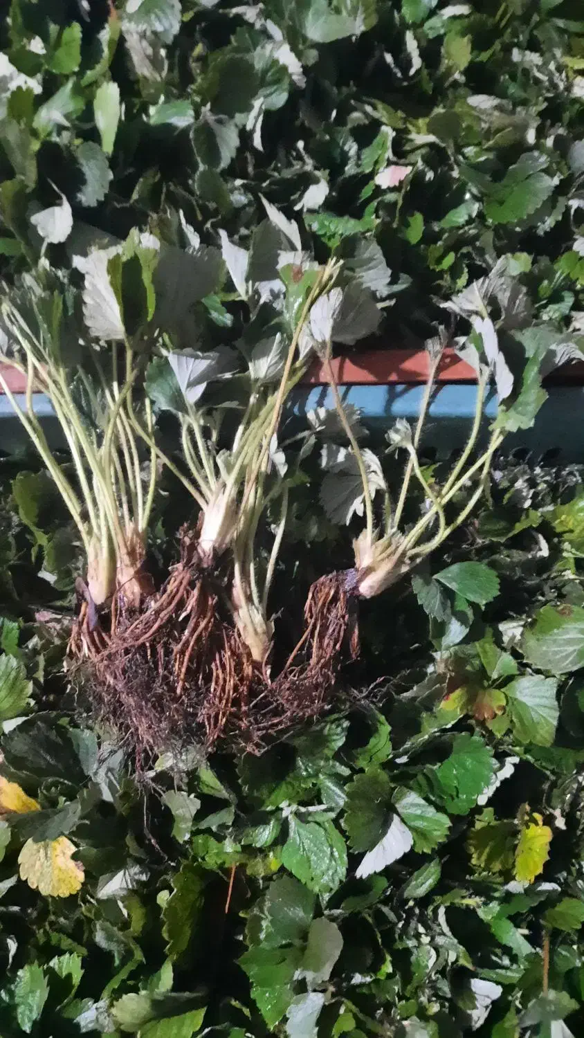 نهال پاک کرده توت فرنگی کامروس دونه ای۱۰۰۰|خدمات باغبانی و درختکاری|خان ببین, |دیوار