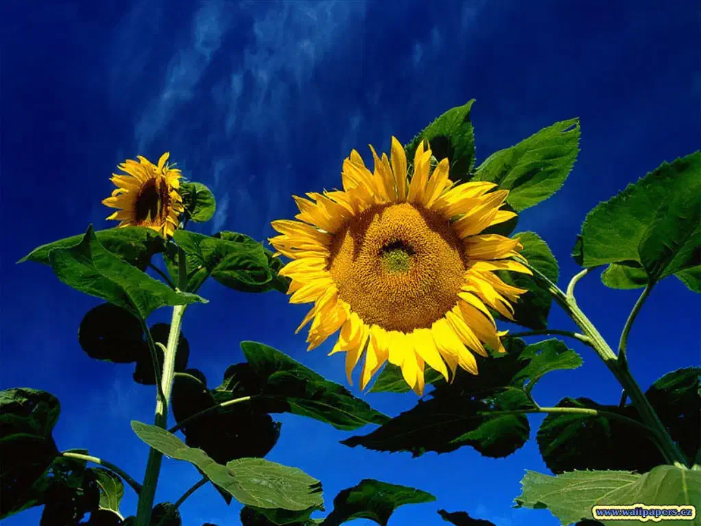 باغبانی|خدمات باغبانی و درختکاری|بافت, |دیوار