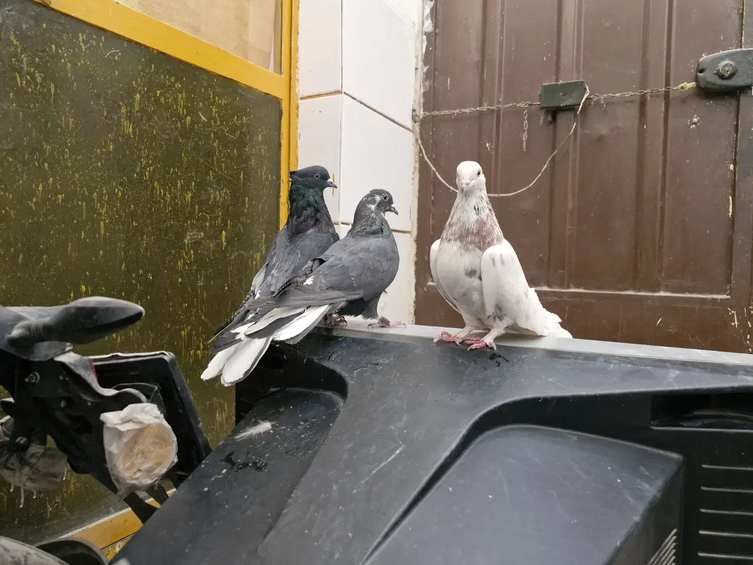 کفتر صداکن اصفهانی|پرنده|برخوار, |دیوار