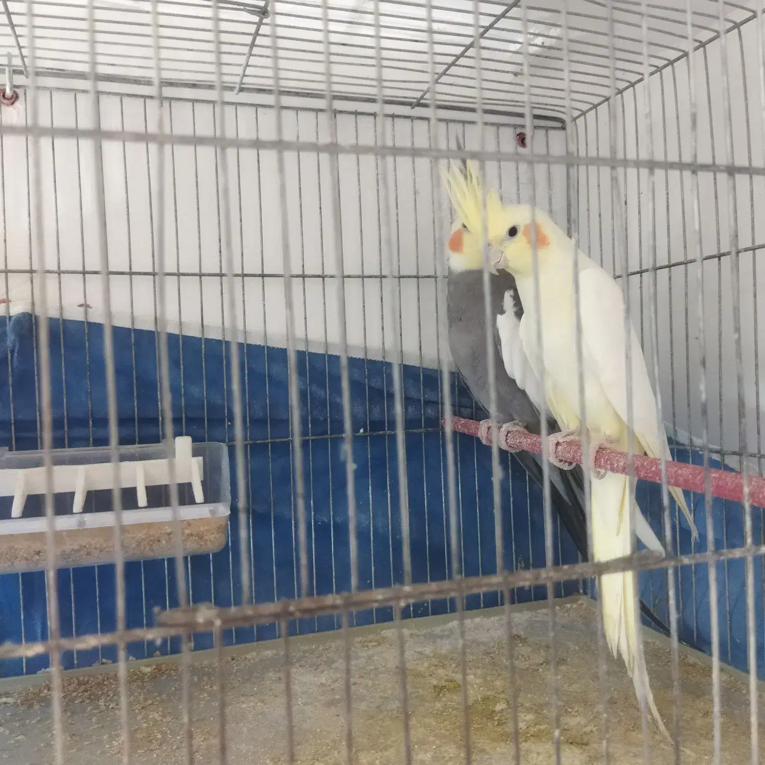 عروس طوطی|پرنده|تبریز, |دیوار