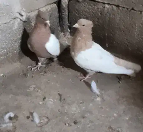 سینه زرد و سرخ آس|پرنده|فردوس (خراسان), |دیوار