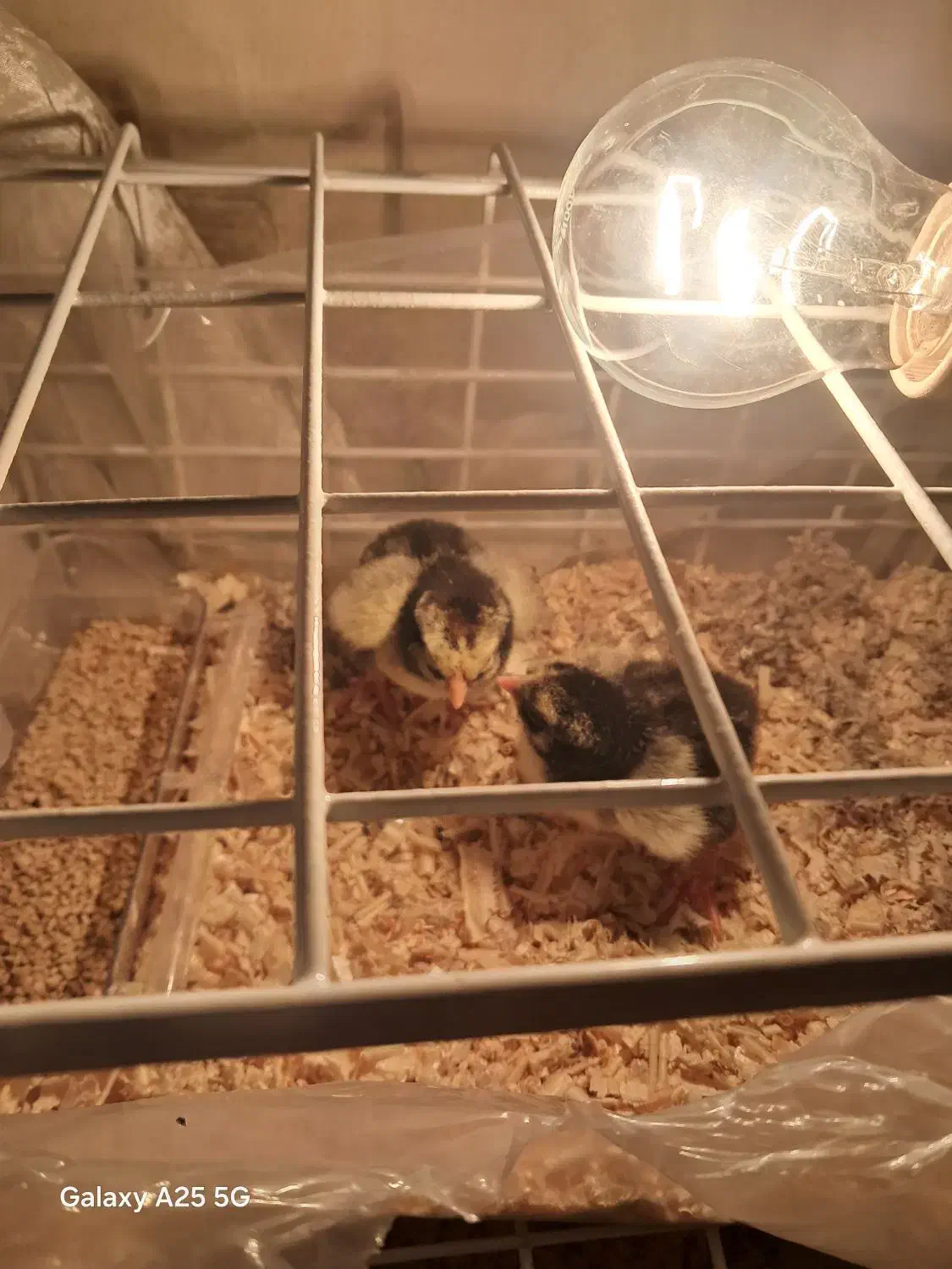 جوجه مرغ آمروک،ویاندورت|حیوانات مزرعه|مشهد, شاهد (شهرک غرب)|دیوار