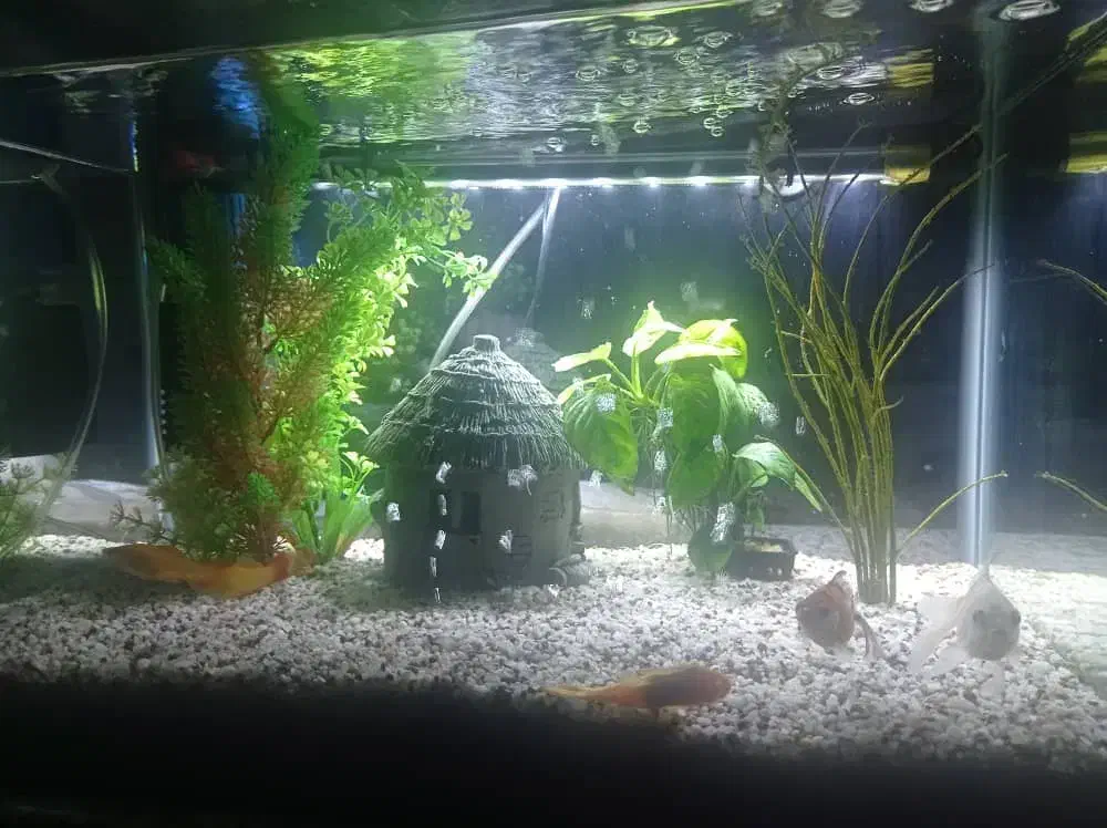 آکواریوم|لوازم جانبی حیوانات|اصفهان, ارغوانیه|دیوار