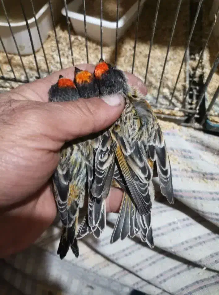 سهره گلبسر قناری به شرط نر همه قواره دار|پرنده|قم, شاه ابراهیم|دیوار