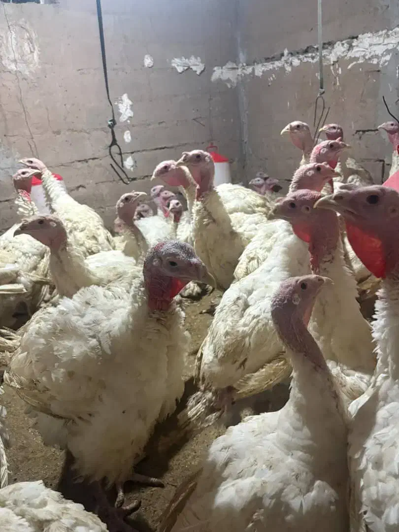 بوقلمون بیوتی|حیوانات مزرعه|کرج, اصفهانیها|دیوار