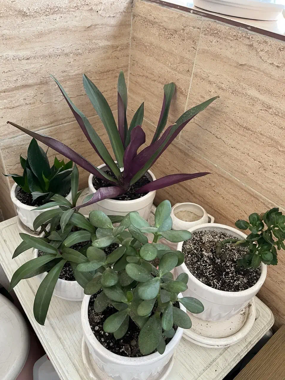 ۱۵ تا گل و گلدان|گل و گیاه طبیعی|رشت, جهاد|دیوار