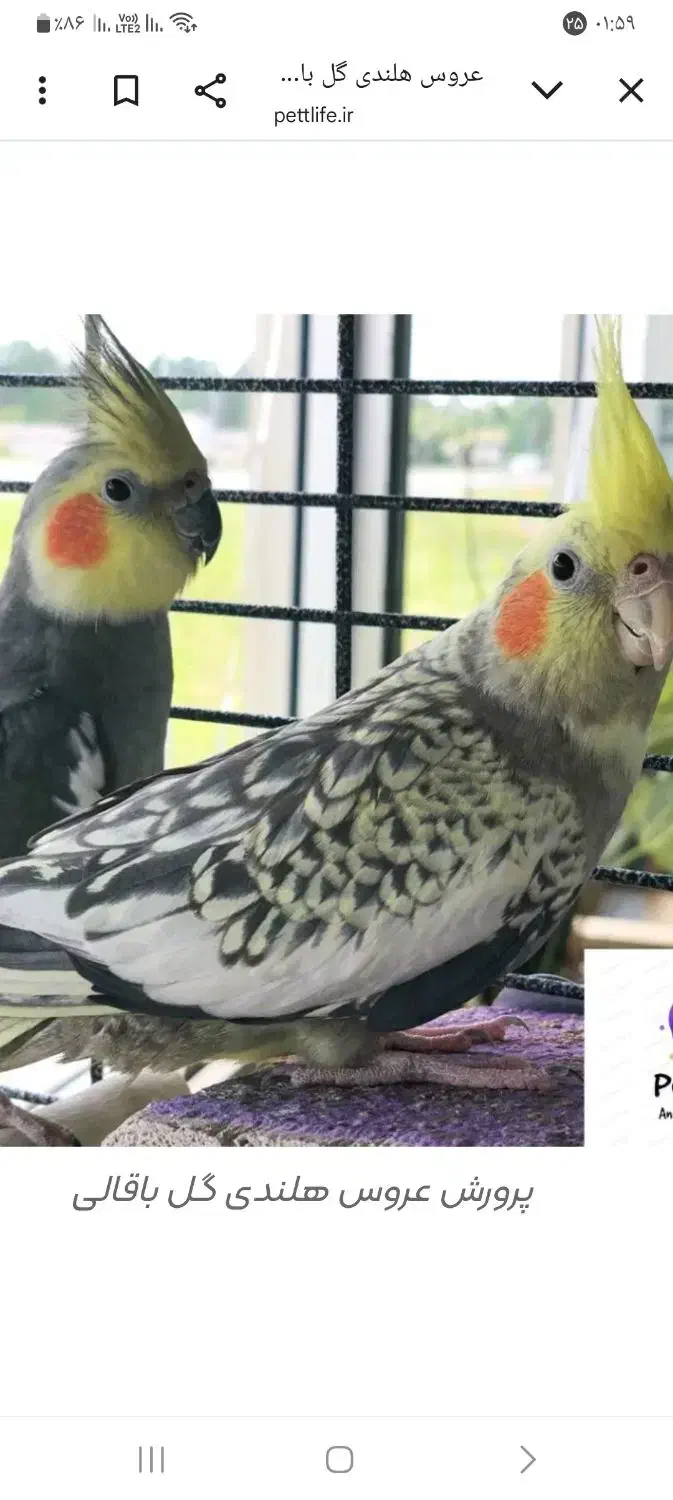 عروس هلندی|پرنده|قم, شهرک فاطمیه|دیوار