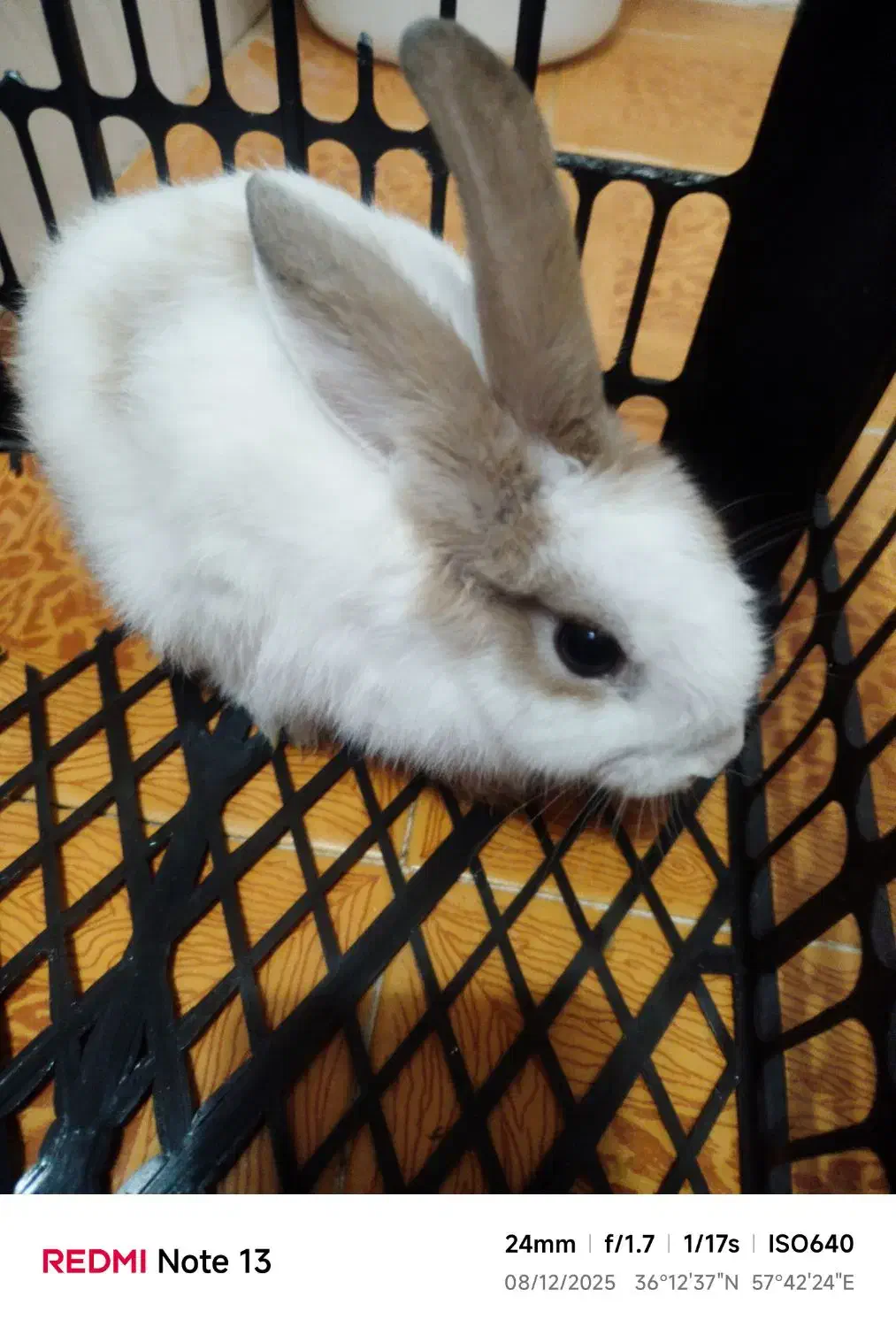 خرگوش زیبا باهوش|موش و خرگوش|سبزوار, شرق کال عیدگاه|دیوار