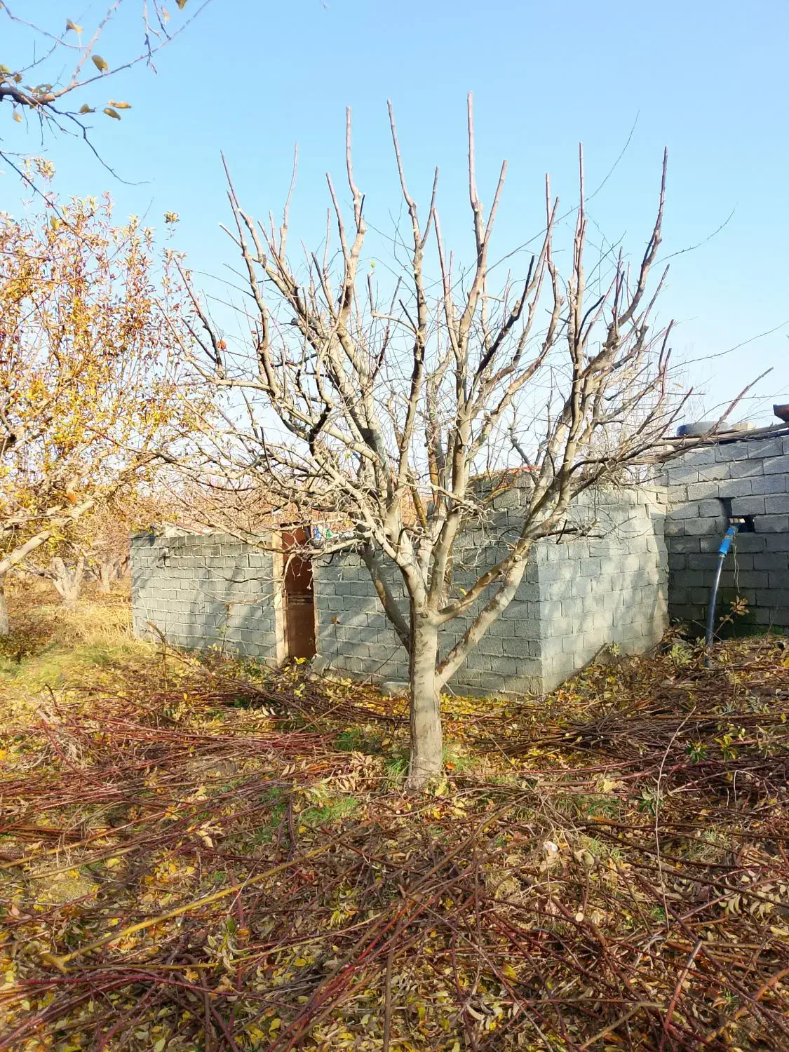 عرس|خدمات باغبانی و درختکاری|اشنویه, |دیوار