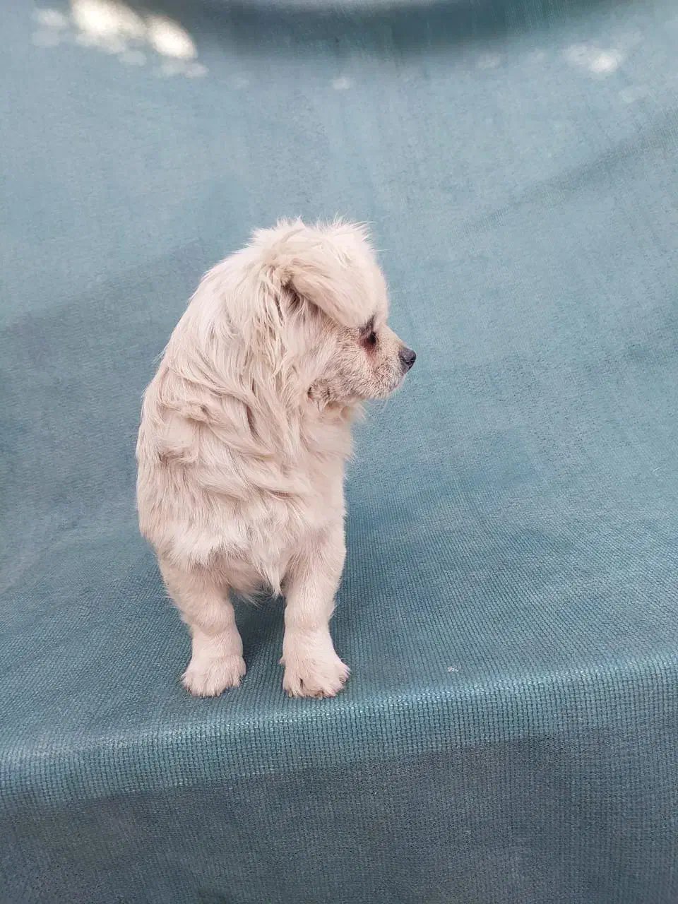 سگ فانتزی نر|سگ|شیراز, شهرک فجر|دیوار