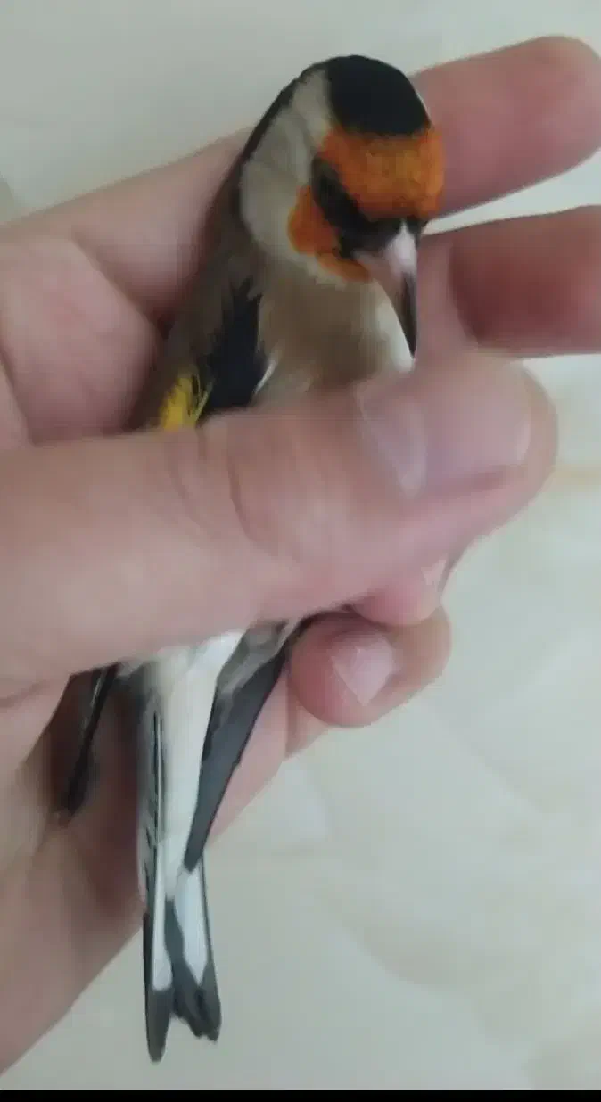 سهره لر، جفتی قناری، حلقه پا|پرنده|تهران, عبدل‌آباد|دیوار