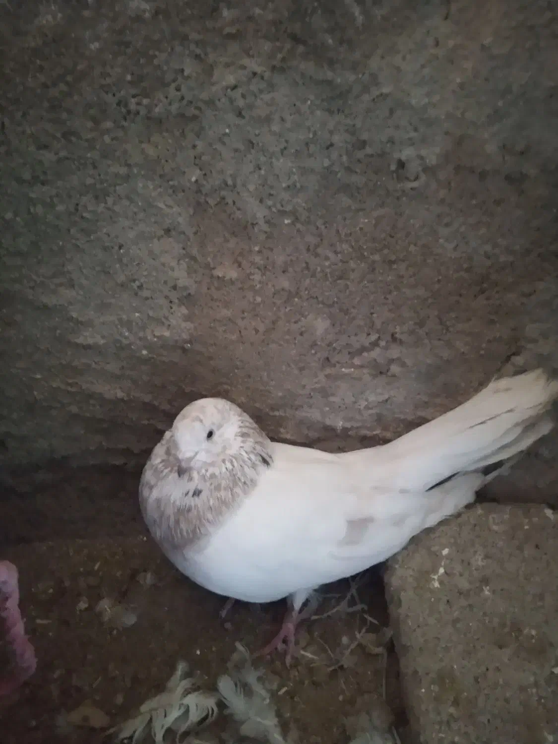 کفتر|پرنده|سرداران, |دیوار