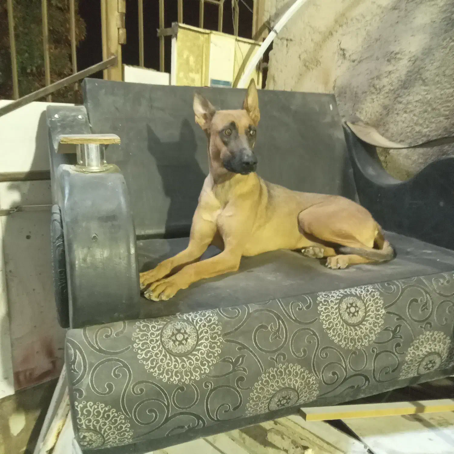 فروش سگ مالینویز|سگ|شهر بابک, |دیوار