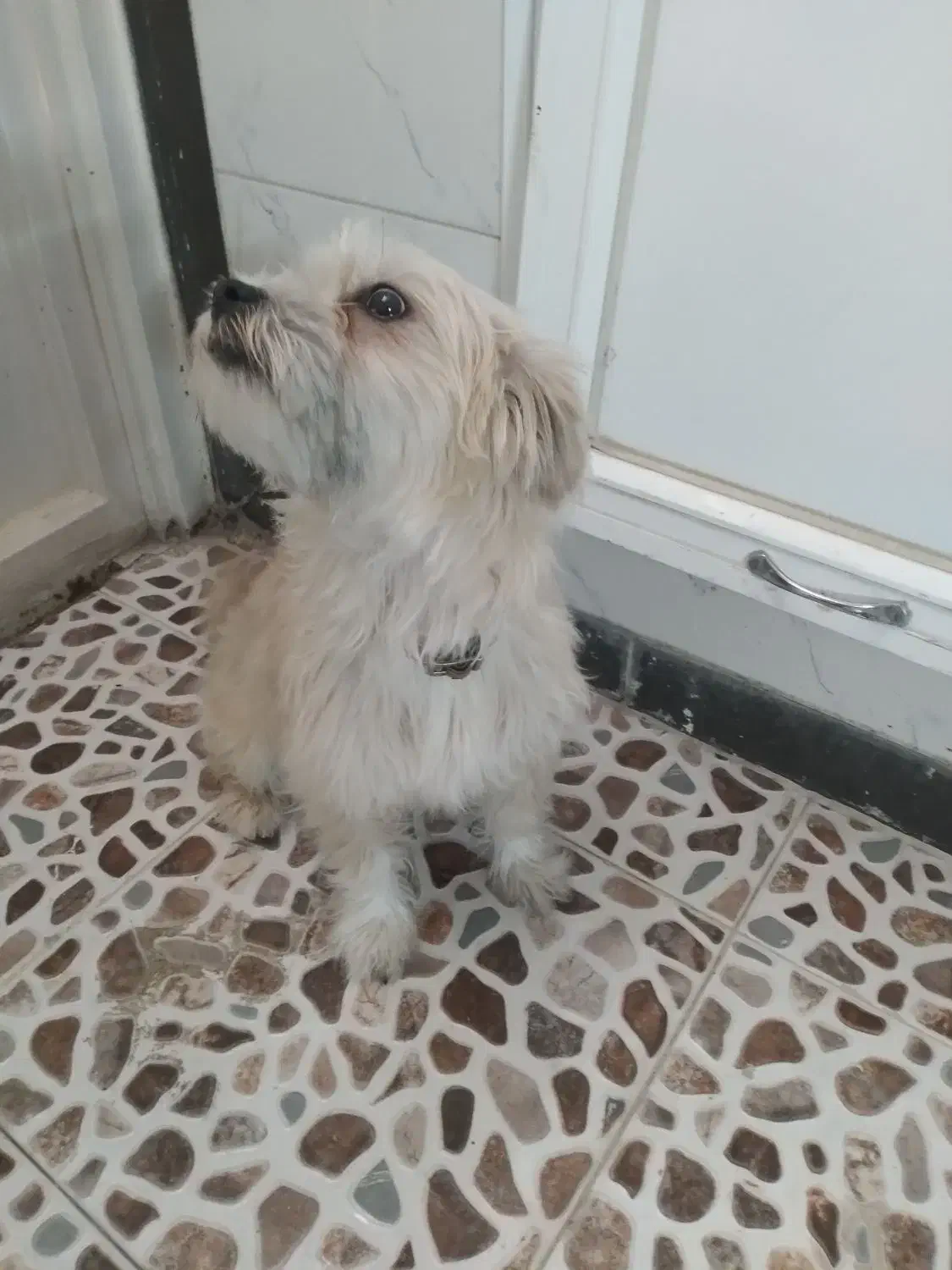 سگ فروشی|سگ|یزد, |دیوار