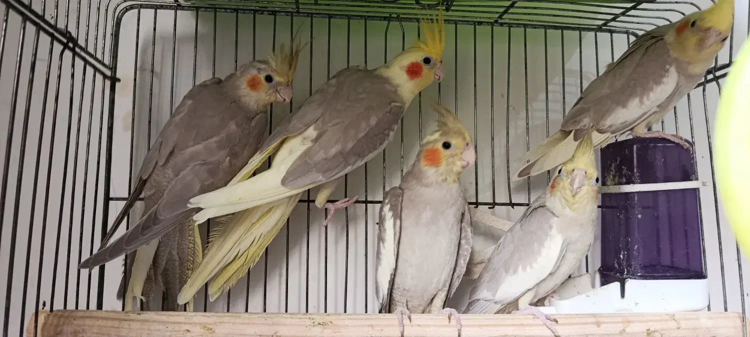 عروس هلندی|پرنده|لنگرود, |دیوار