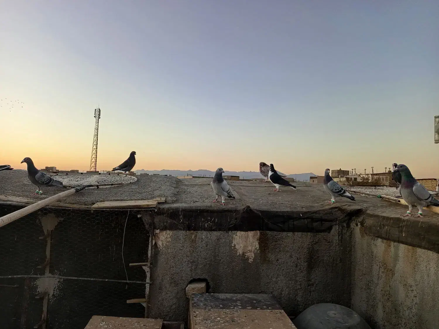 سلام 16حیون پرشی به زمانت حیوان شب روز ندارن|پرنده|تربت‌حیدریه, ده پائین|دیوار