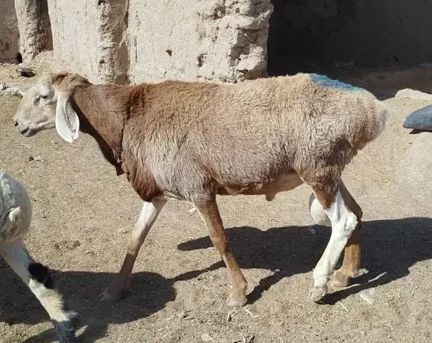 قوچ چینی دو دندون هست شهرستان درح|حیوانات مزرعه|درح, |دیوار