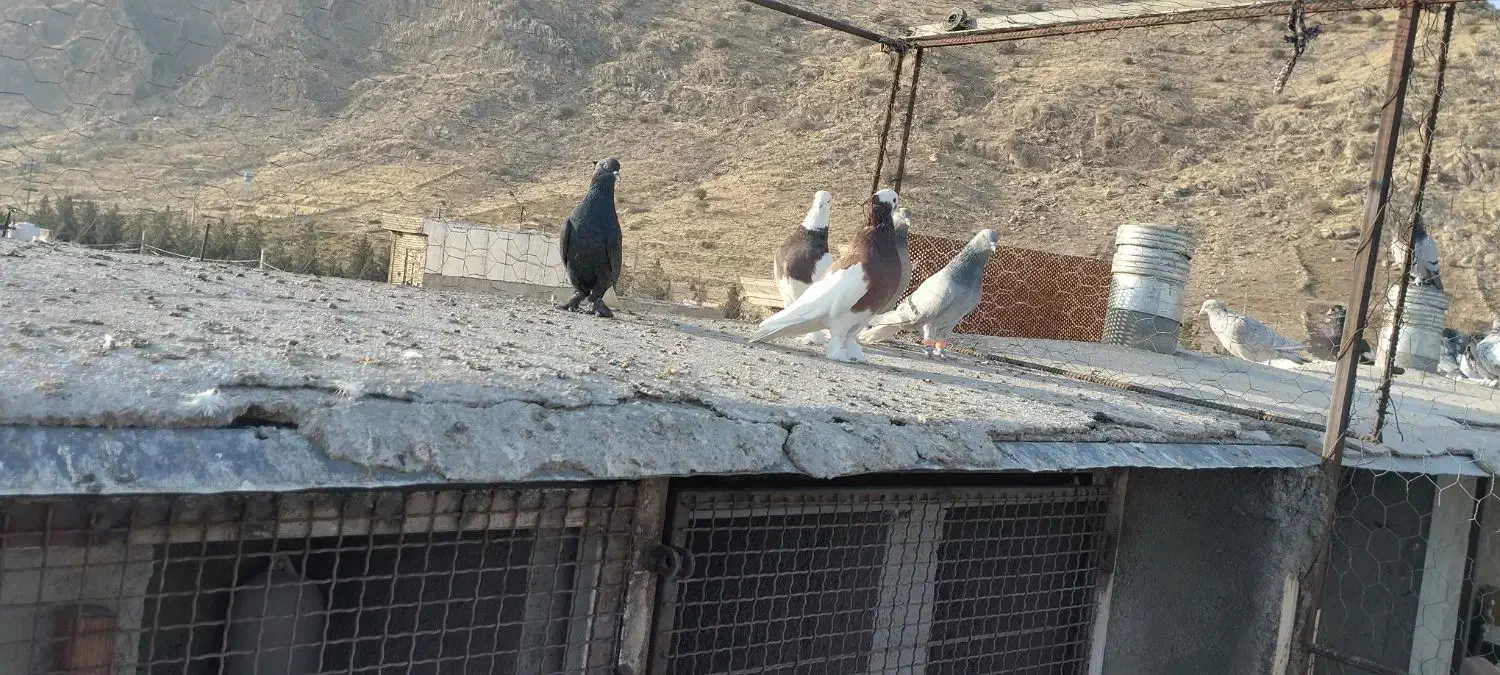 کبوتر بهبانی|پرنده|شیراز, جوادیه|دیوار