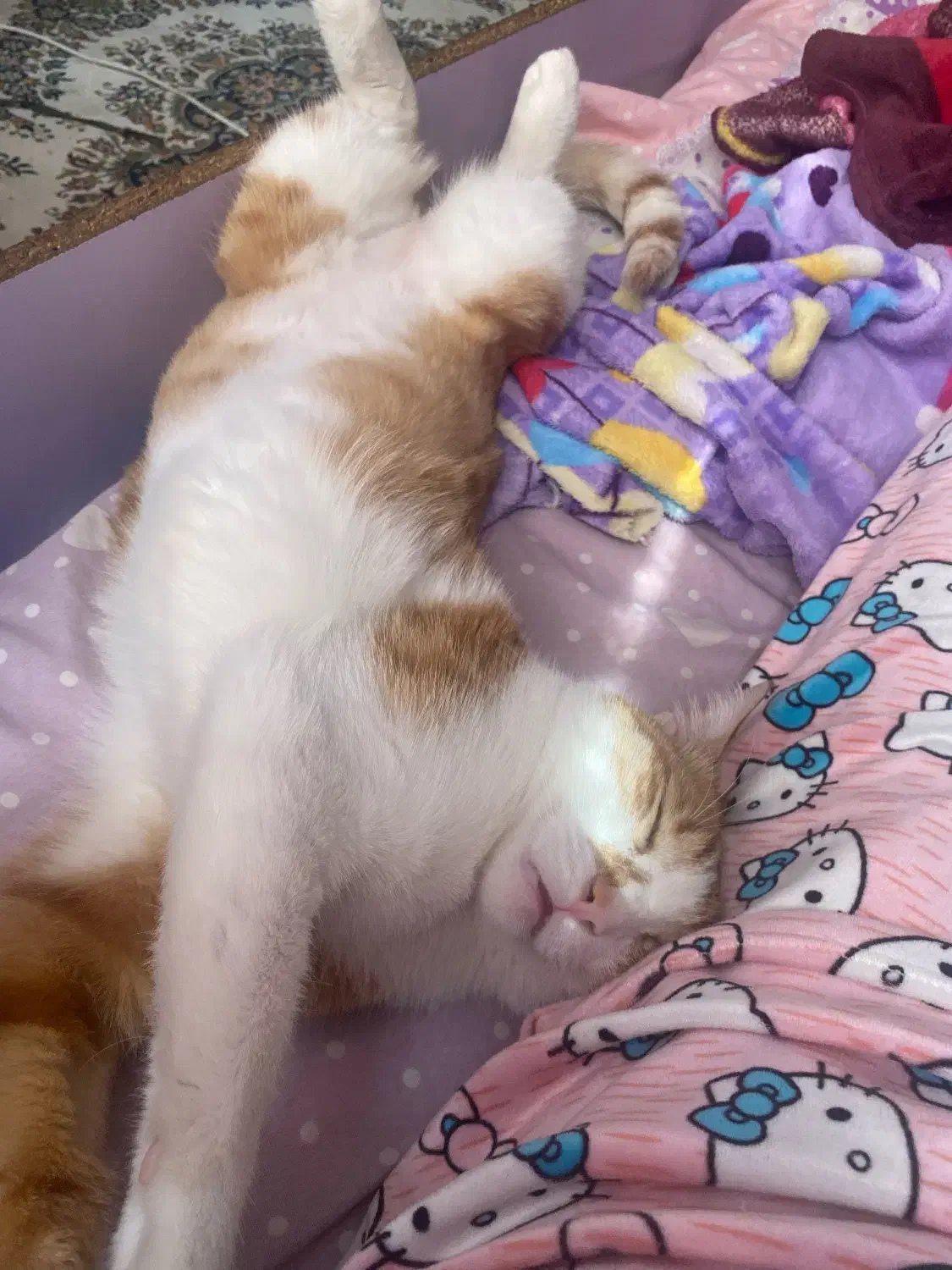 واگذاری گربه|گربه|تهران, سازمان آب|دیوار