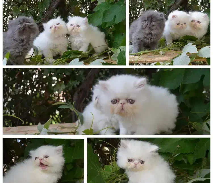 گربه|گربه|تهران, دروس|دیوار