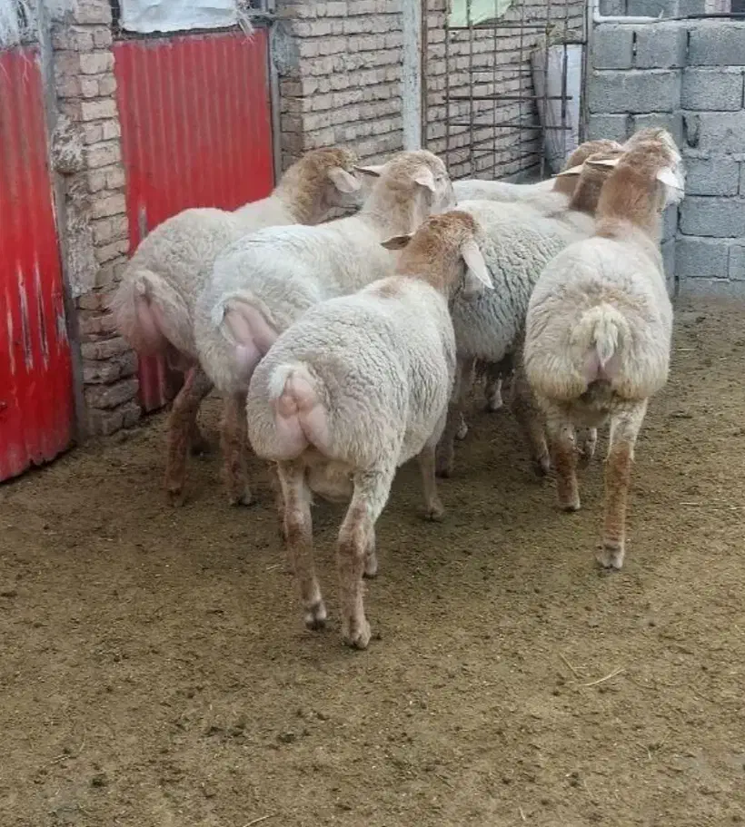 قصاب ماهر ذبح گوسفندبصورت بهداشتی زیر نیم ساعت|خدمات پیشه و مهارت|اردبیل, |دیوار