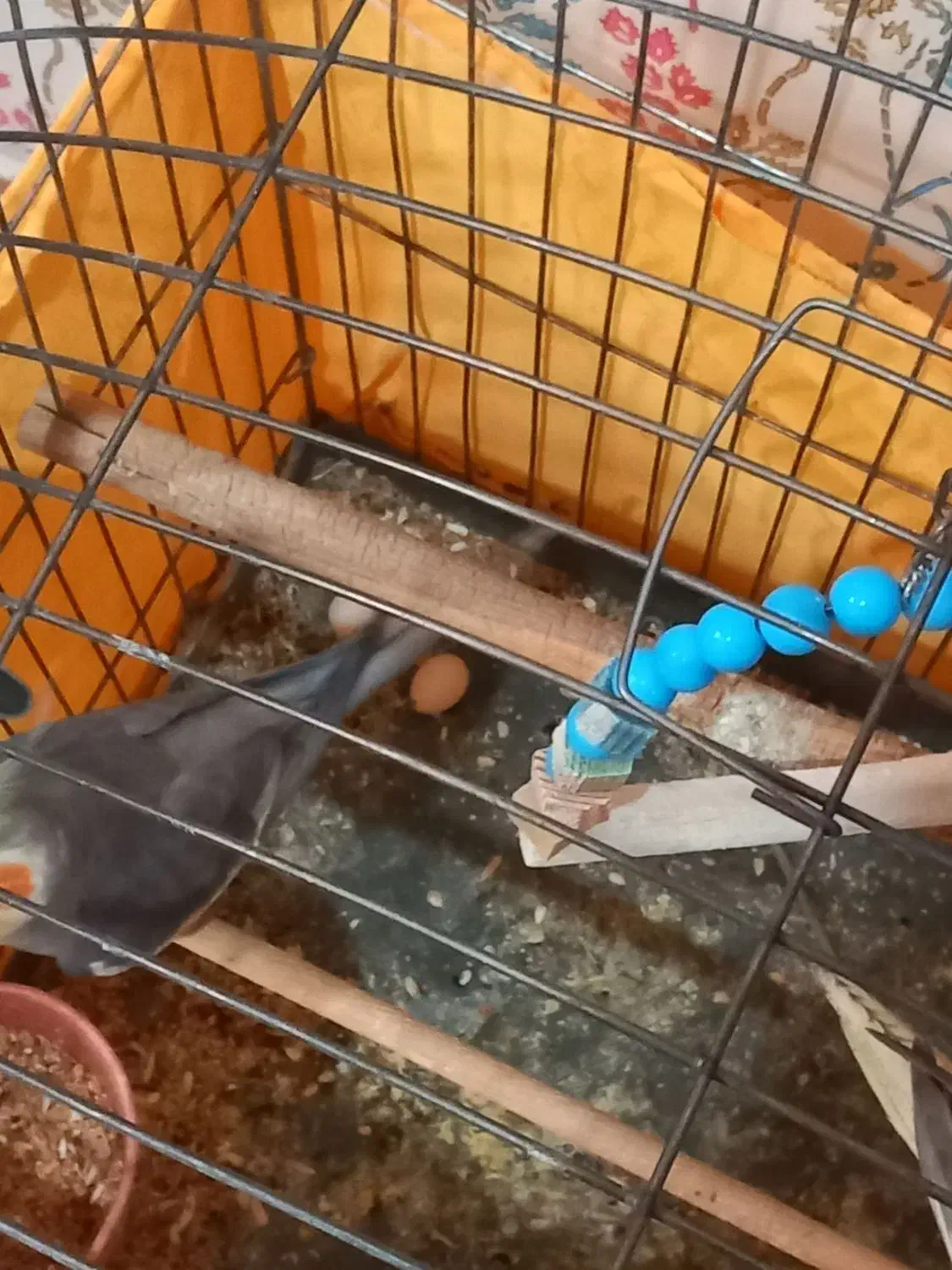 عروس هلندی نر و ماده تخم گذار|پرنده|قزوین, |دیوار