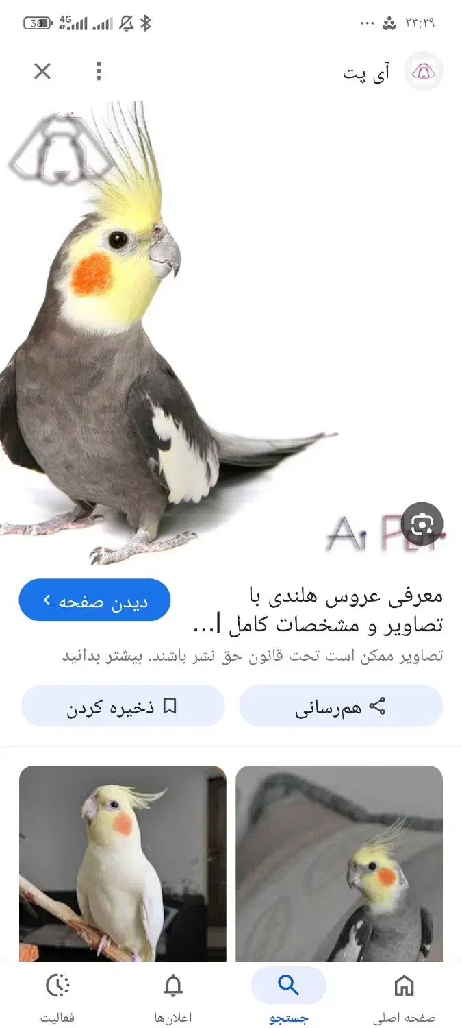 عروس هلندی|پرنده|مرودشت, فرهنگ|دیوار