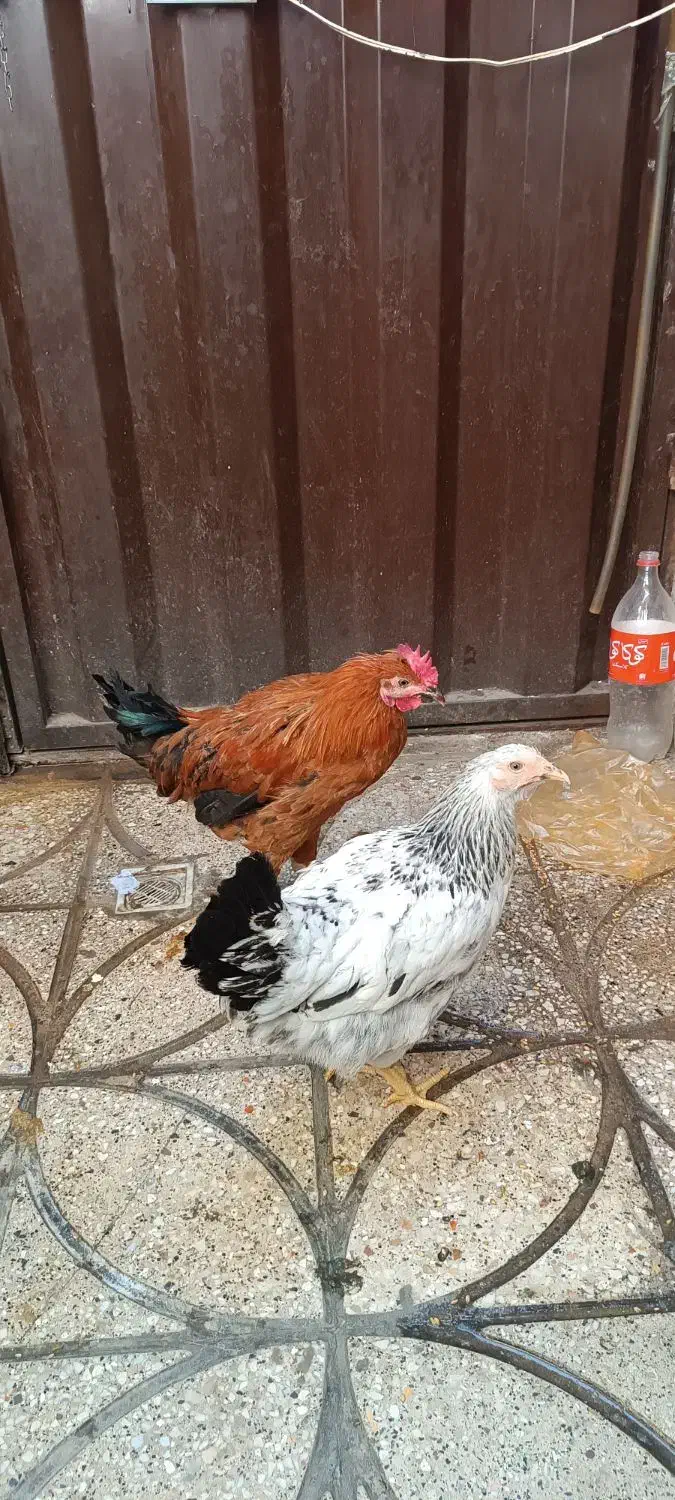 مرغ خروس|حیوانات مزرعه|خاوران, |دیوار